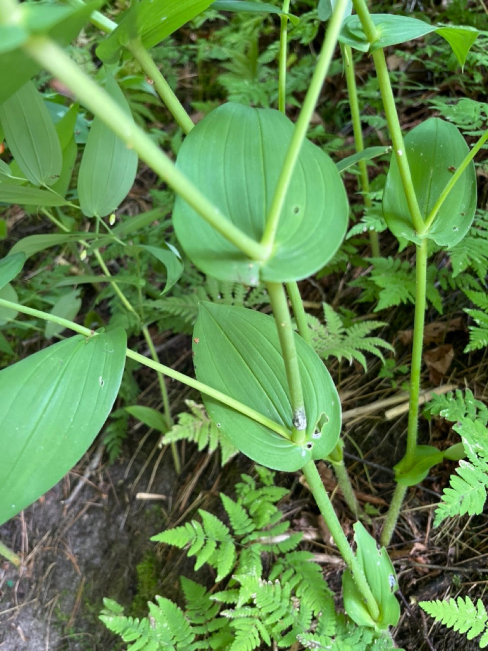 Thumbnail: White Twisted Stalk - Streptopus amplexifolius