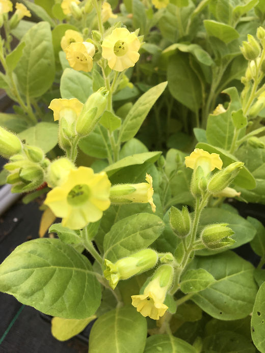 Wild Tobacco - Nicotiana rustica