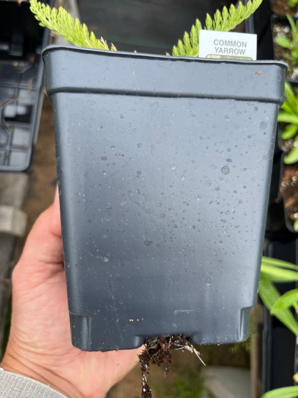 A plant with roots coming out the bottom of the pot