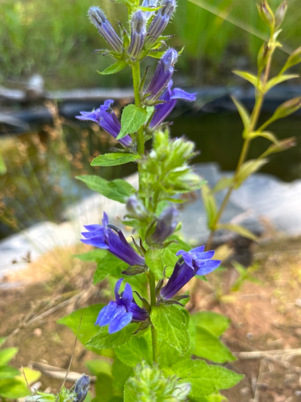 Thumbnail: Rain Garden/ Wet Soils Garden Kit