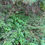 Thumbnail: Honeysuckle, Northern Bush - Diervilla lonicera