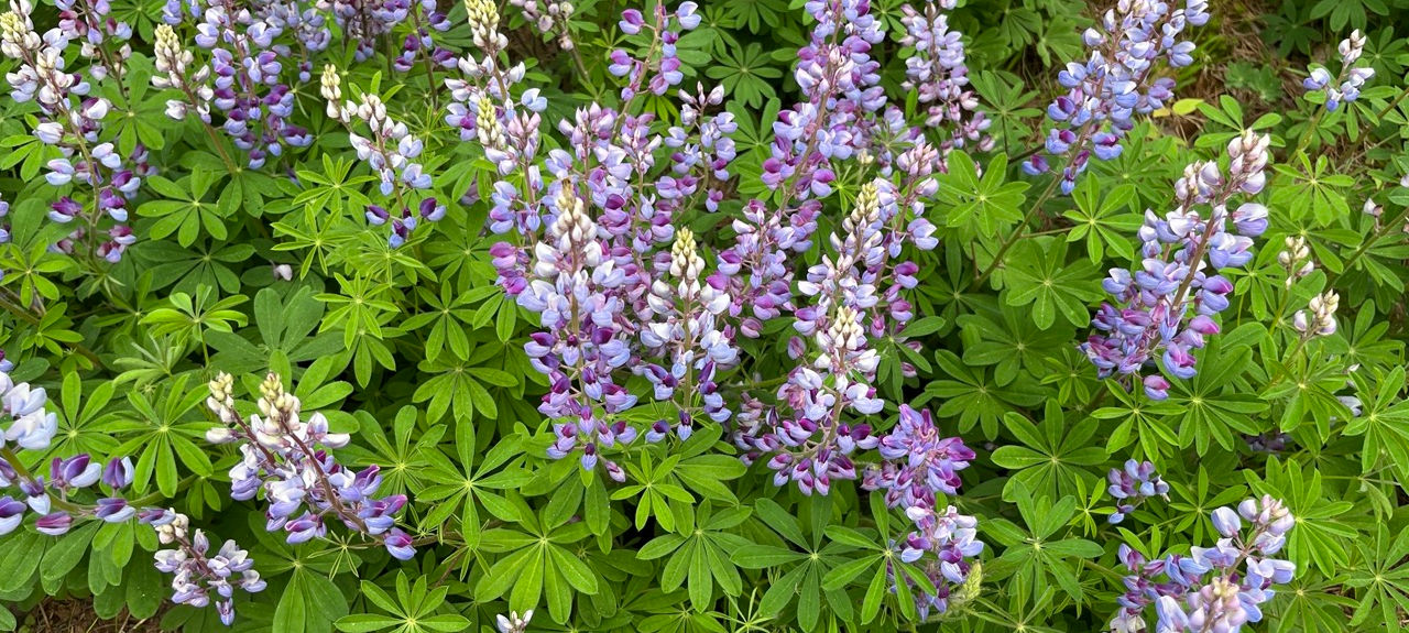 DBNUP Lupine 2023 patch clump Large.jpeg