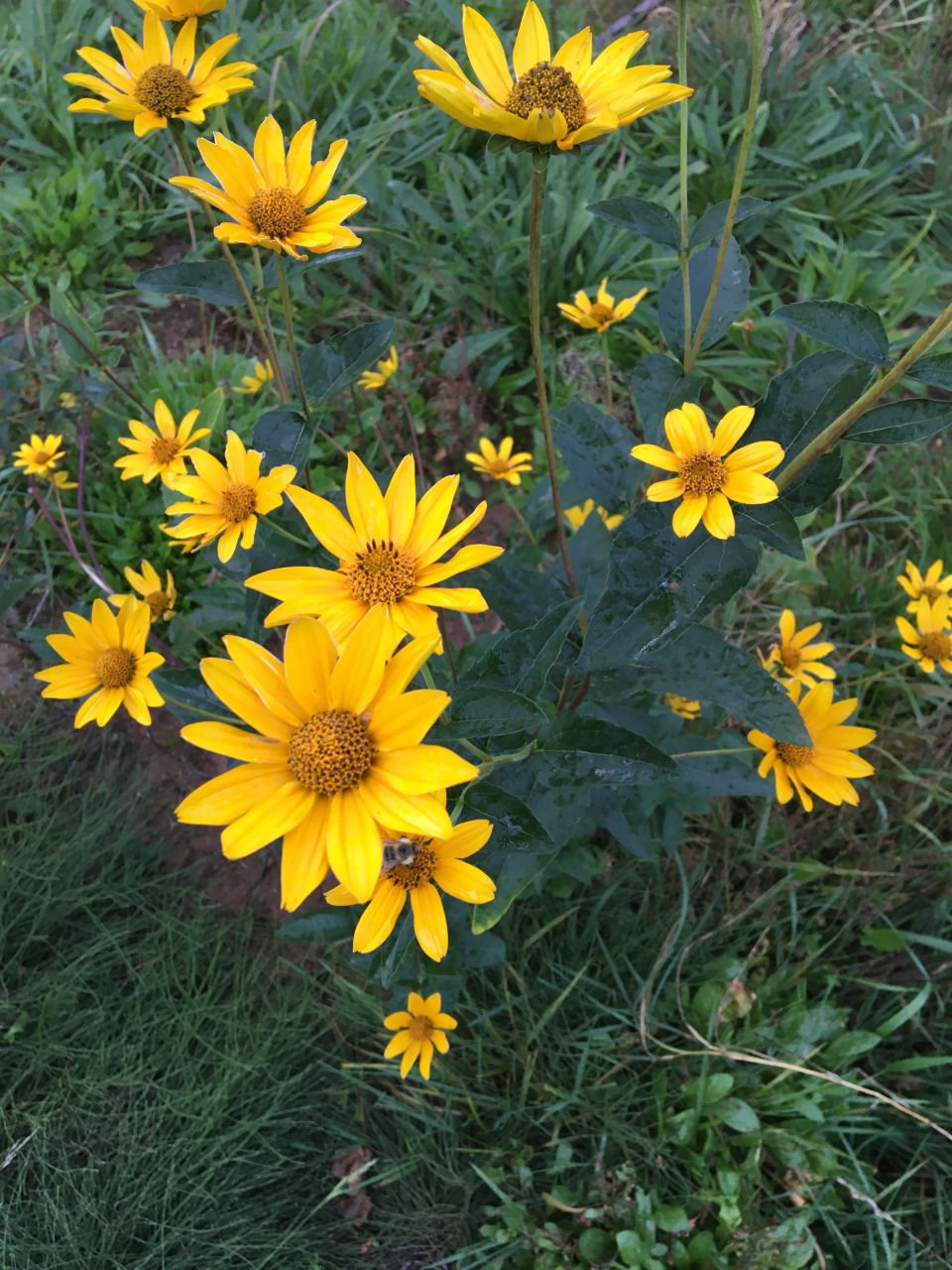 Thumbnail: Sunflower, Early - Heliopsis helianthoides