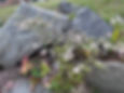 Thumbnail: Aster, Calico - Symphyotrichum lateriflorum
