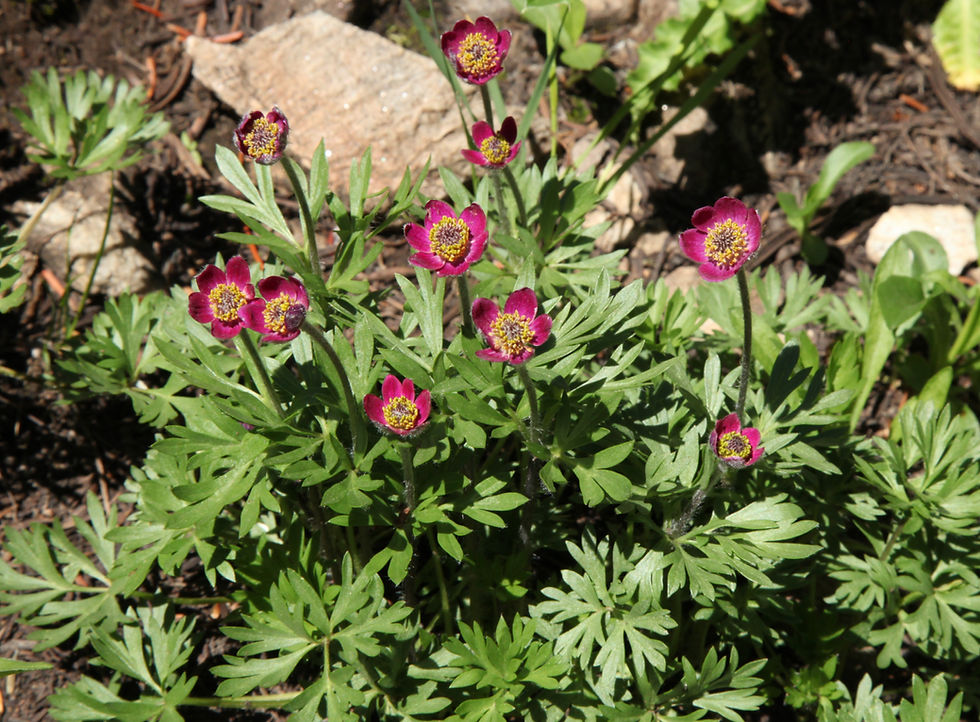 【take】groundcover Acornhouse3.45 ホワイト 718CgrYGn6L._UF894,1000_QL80_.jpg