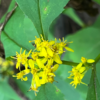 a small cluster of flowers partway down a leafy stem
