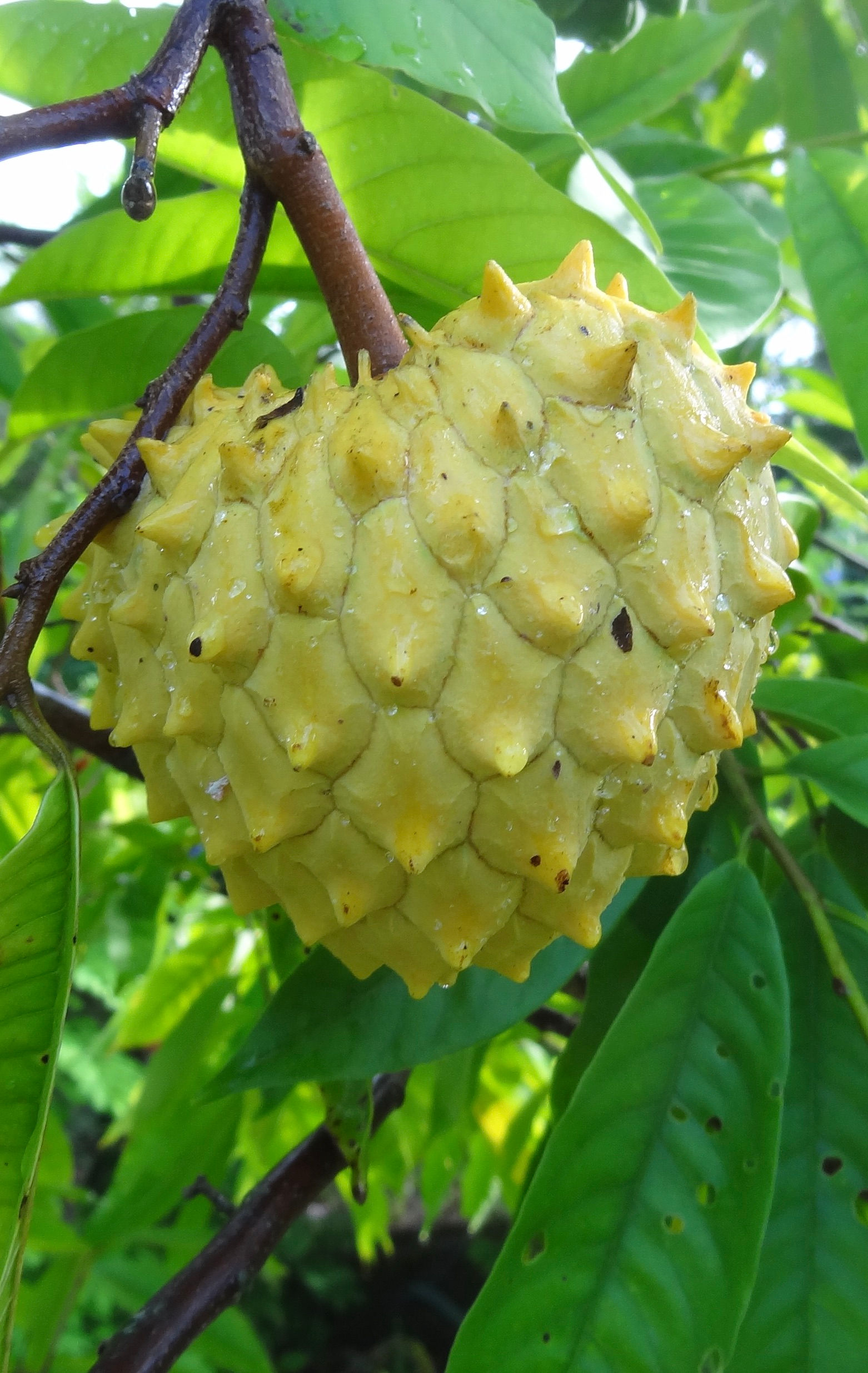Theobroma obovatum / Cacau cabeça de urubu