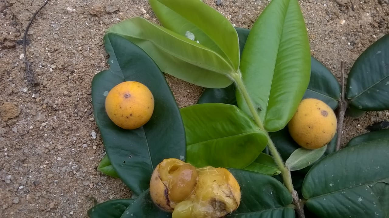 Salacca edulis var. amboinensis / Salaca monóica de bali