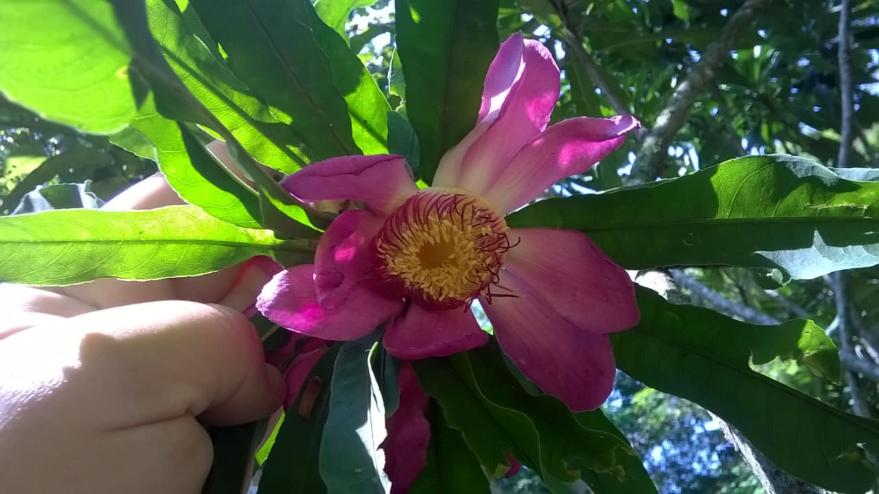 Pourouma cecropiifolia / Mapati ou uva da amazônia