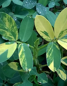 Theobroma bicolor / Cacau-do-peru