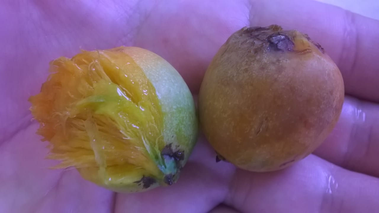 Pouteria lucuma / Lucuma