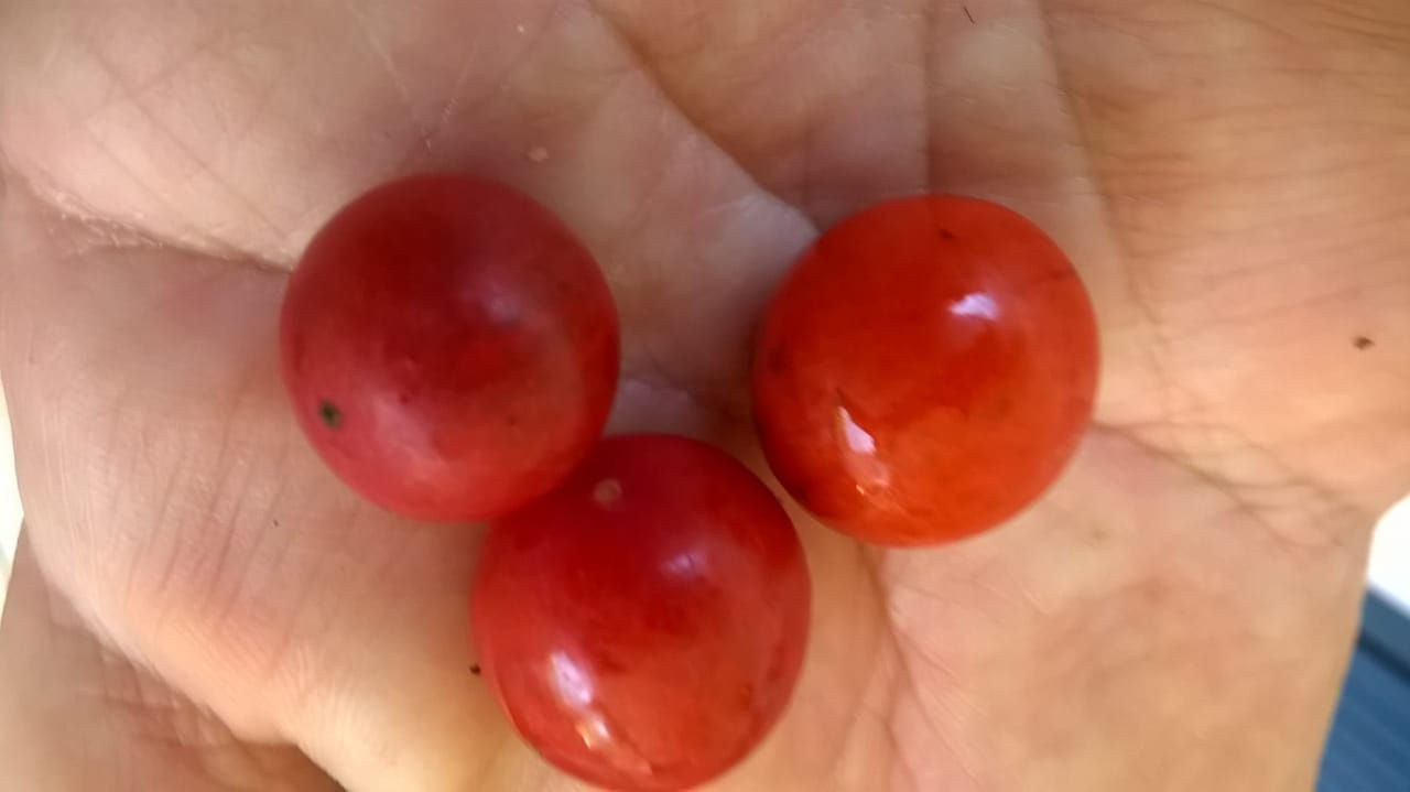 Pouteria campechiana / Canistel ou Fruta ovo