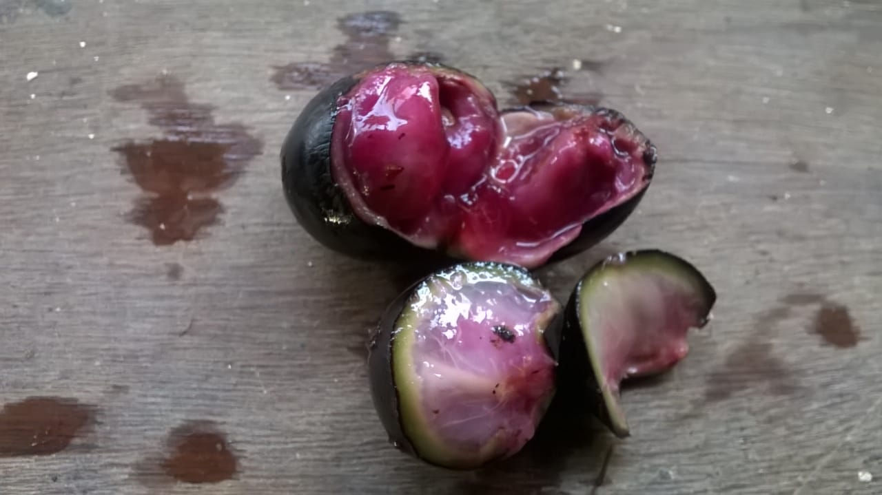 Plinia sp. / Jabuticaba-açu paulista (coleção Otto Andersen)