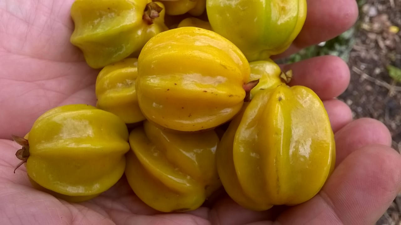 Pouteria sapota / Mamei ou Sapota mamei