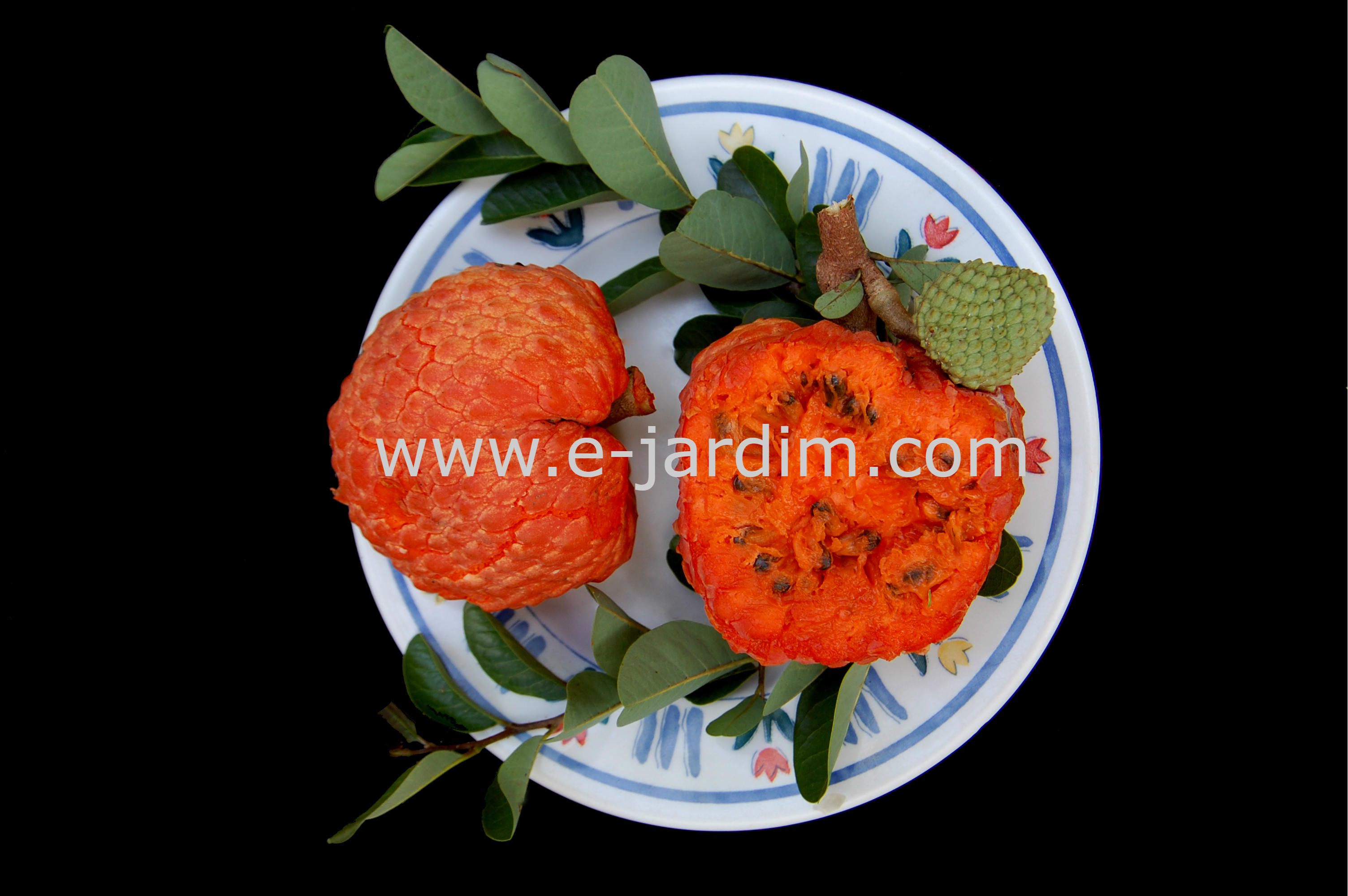Annona spinescens / araticum-vermelho ou anona-laranja-da-bahia