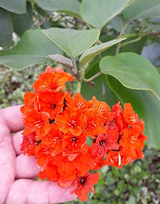 Theobroma cacao var. / Cacau trinitário