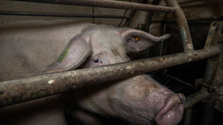 The Most Neglected Social Issue of Our Time