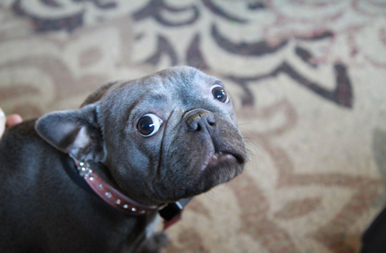 French bulldog showing whites of eyes (whale eye), signaling stress or discomfort.