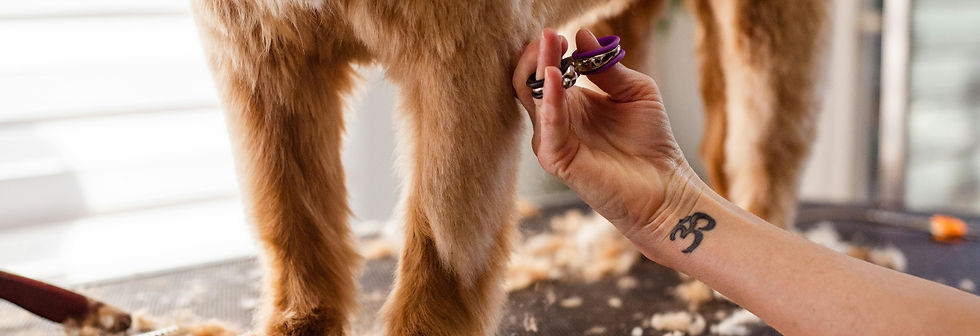 Dog being gently groomed during cooperative care and handling training in Kitchener.
