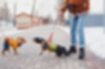 A small dachshund in a green jacket barks and lunges toward another small dog wearing an orange coat during a winter walk, while the handler holds the leash tight on a snowy street.