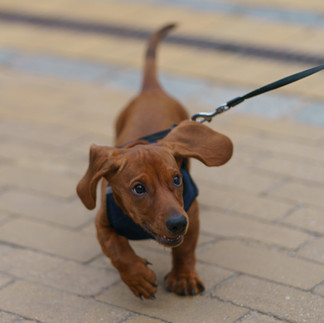 Brown puppy straining on leash with ears pinned back, indicating tension, excitement, or leash frustration on pavement.