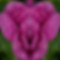 flower-of-venus-2-wb-johnston.jpg