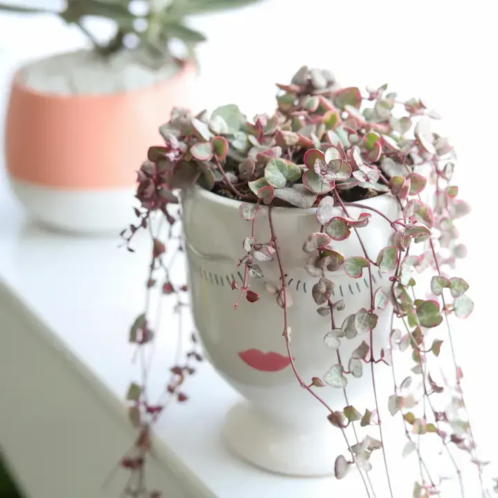 Thumbnail: Variegated String of Hearts - Succulent Plant  4" or 6"