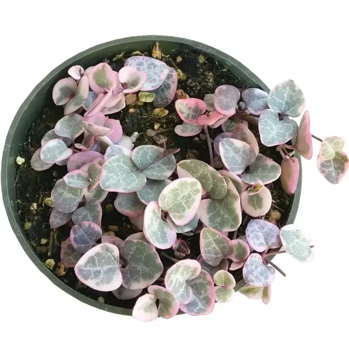 Thumbnail: Variegated String of Hearts - Succulent Plant  4" or 6"