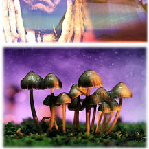 Hallucinogens & Native Spirituality