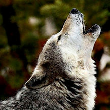 The War on Wolves
