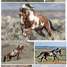 The Most Famous Mustang in America