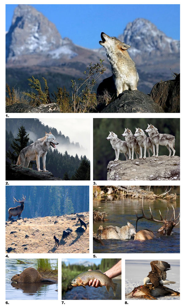 Yellowstone's Keystone Wolves