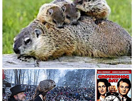 How Much Wood Can a Woodchuck Chuck?