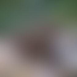 Yellowstone's Keystone Wolves