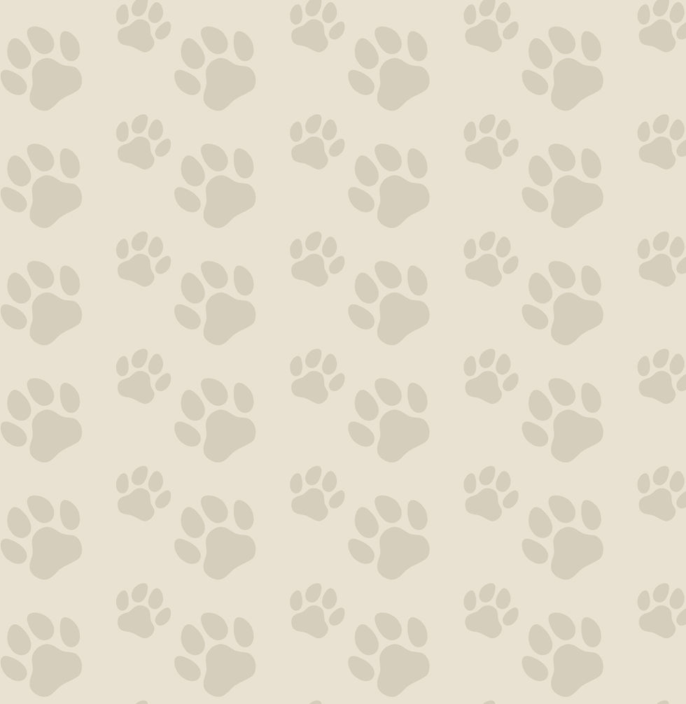 paws (2)-03.jpg