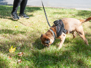 Unlocking the Power of the 3 D's in Reward-Based Dog Training for Incredible Results