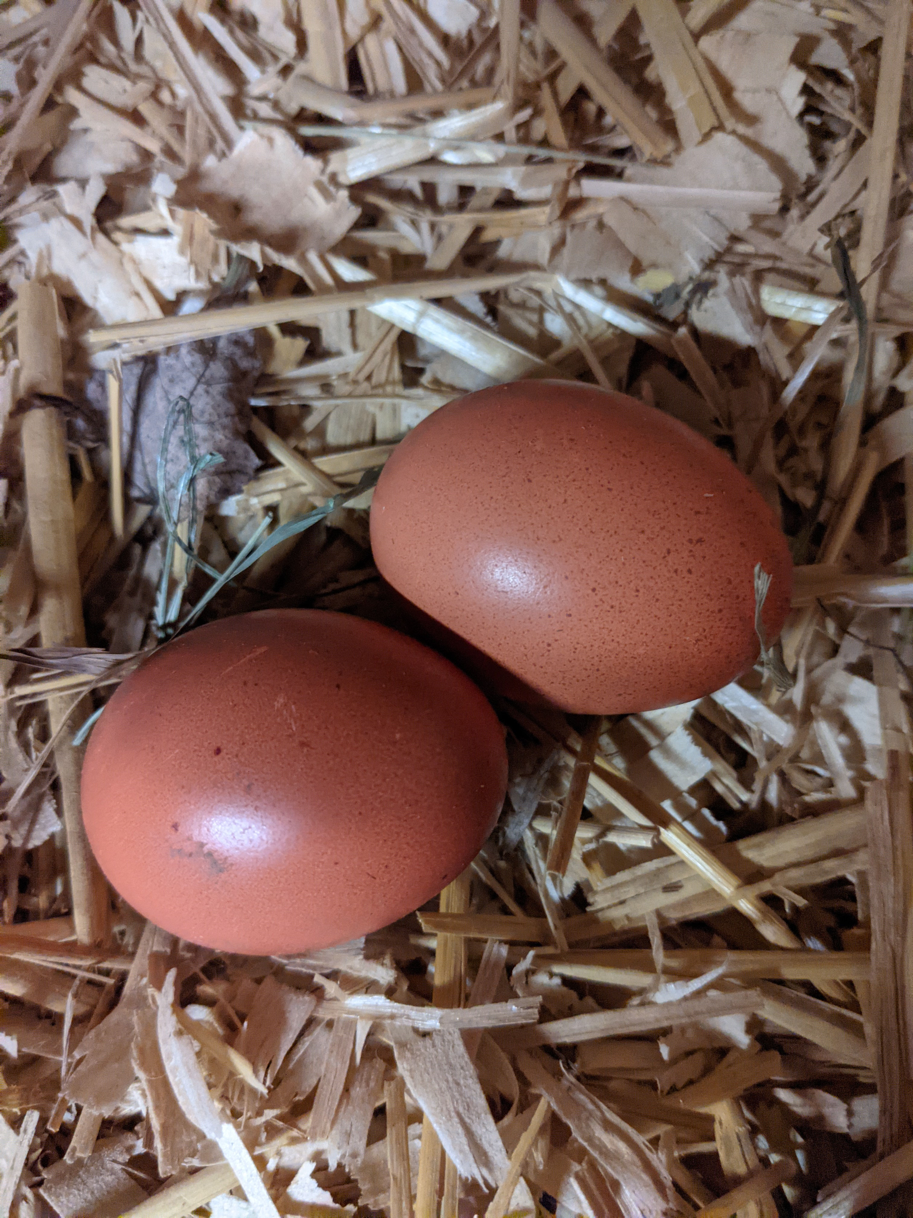Eggs