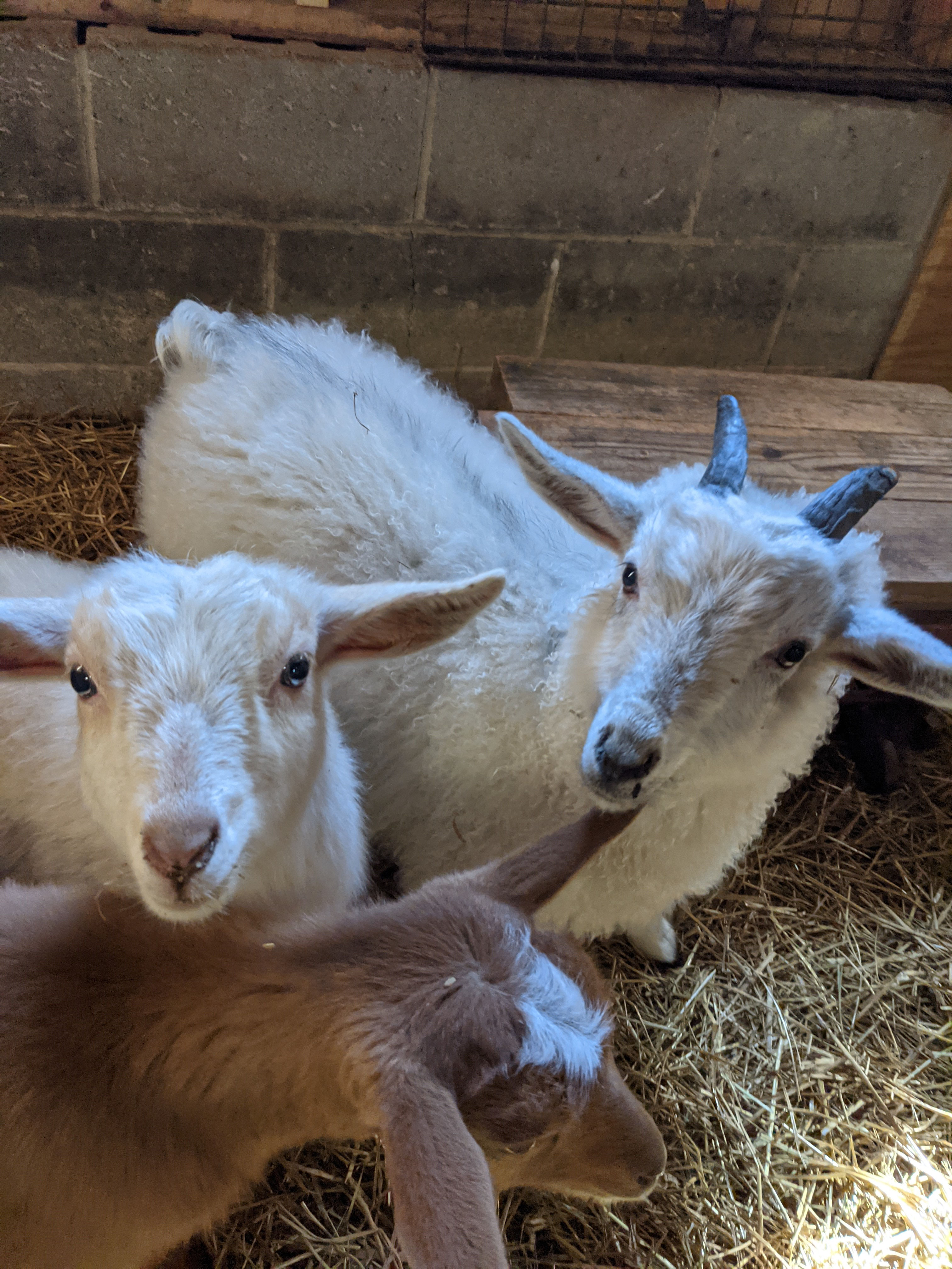 Goat deposit