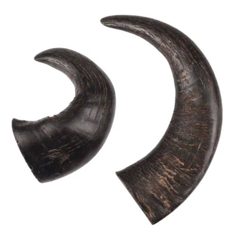 Corne de buffle (creuse)