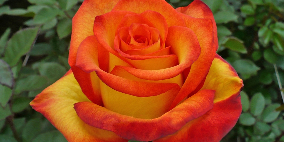 In-Person Healing Meditation with Ann & Maura