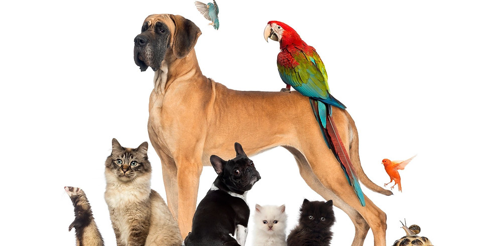 Animal Communication with Sharon O'Brien