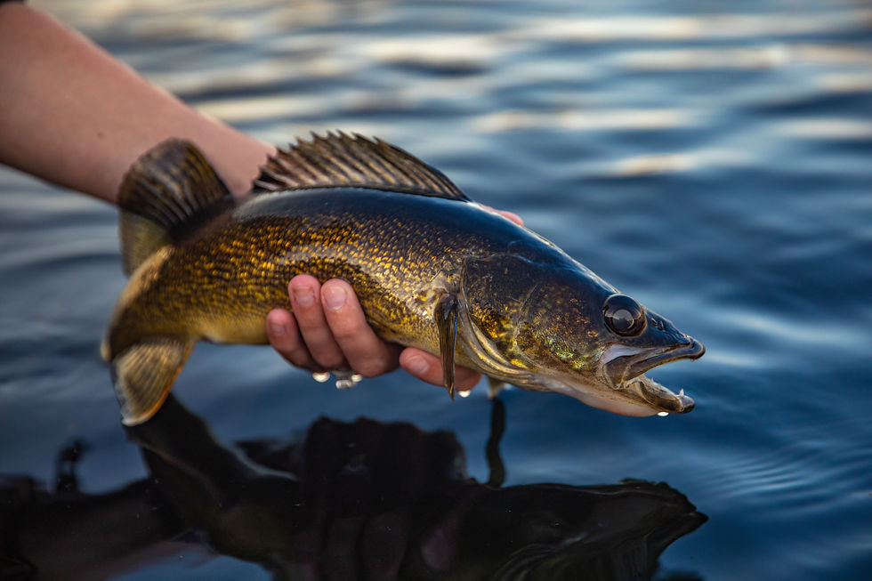 Fall Walleye