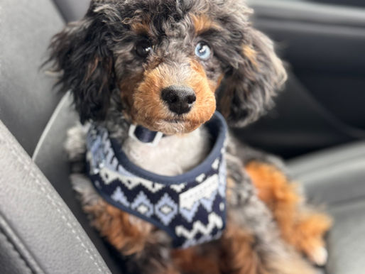 Where Can I Take My Puppy Before They're Fully Vaccinated?