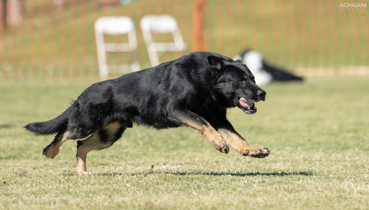 SG-Lanzo Van Arne's Hoeve AD, BH, IPO3, MR1, KKL Working-Line German Shepherd