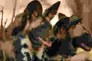 Mana Pools painted dogs