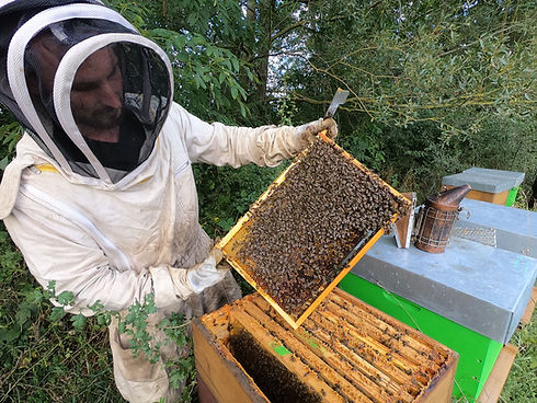 apiculteur cadre abeilles.jpg