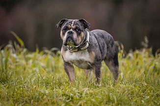 Bonnie auf einer Wiese bei Ravensburg