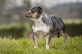 Old English Bulldog Bonnie