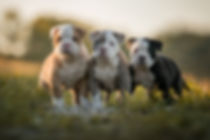 drei old english bulldog welpen von Züchter Peter Löser
