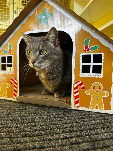 Grey cat peeking out of a gingerbread-themed cardboard house.